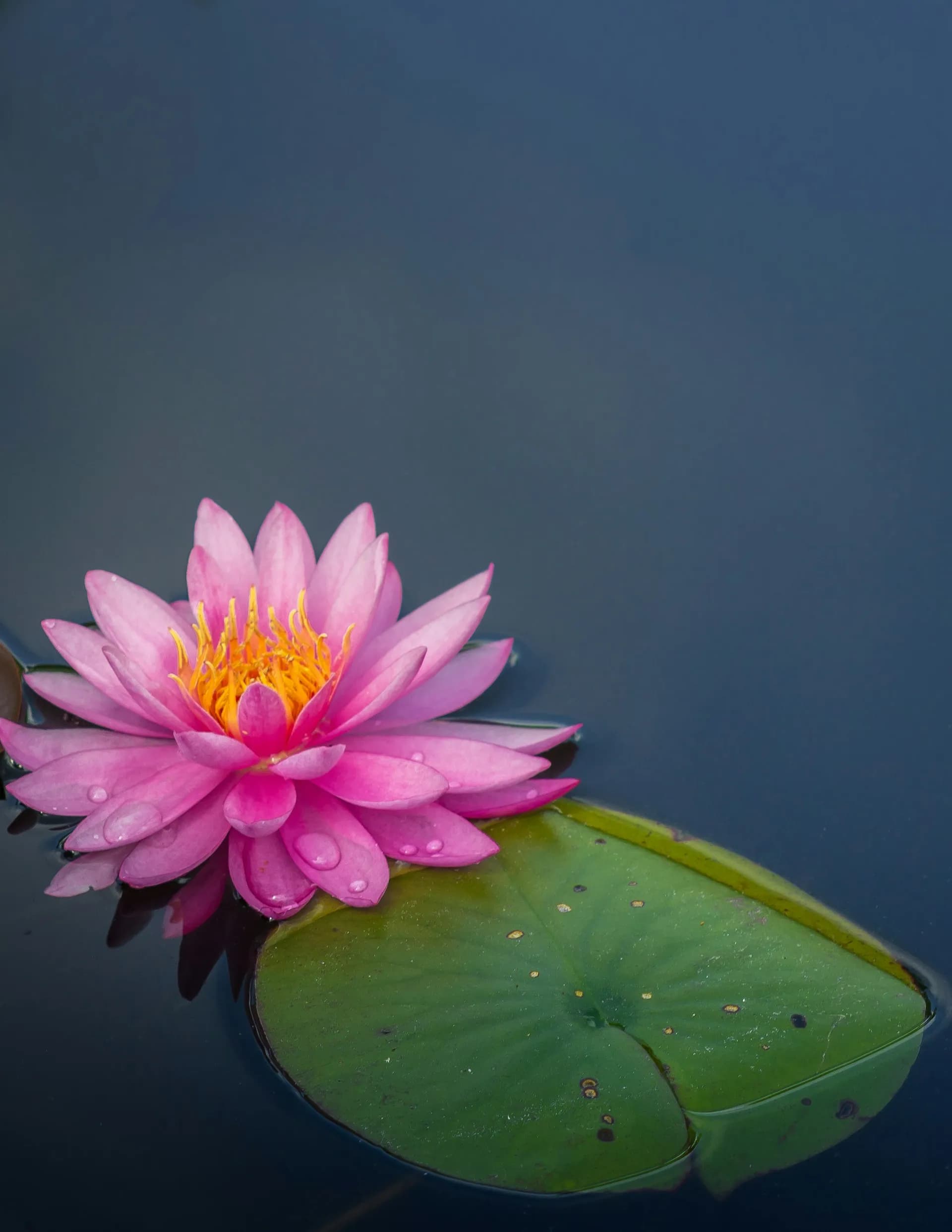 Una flor de loto en el agua