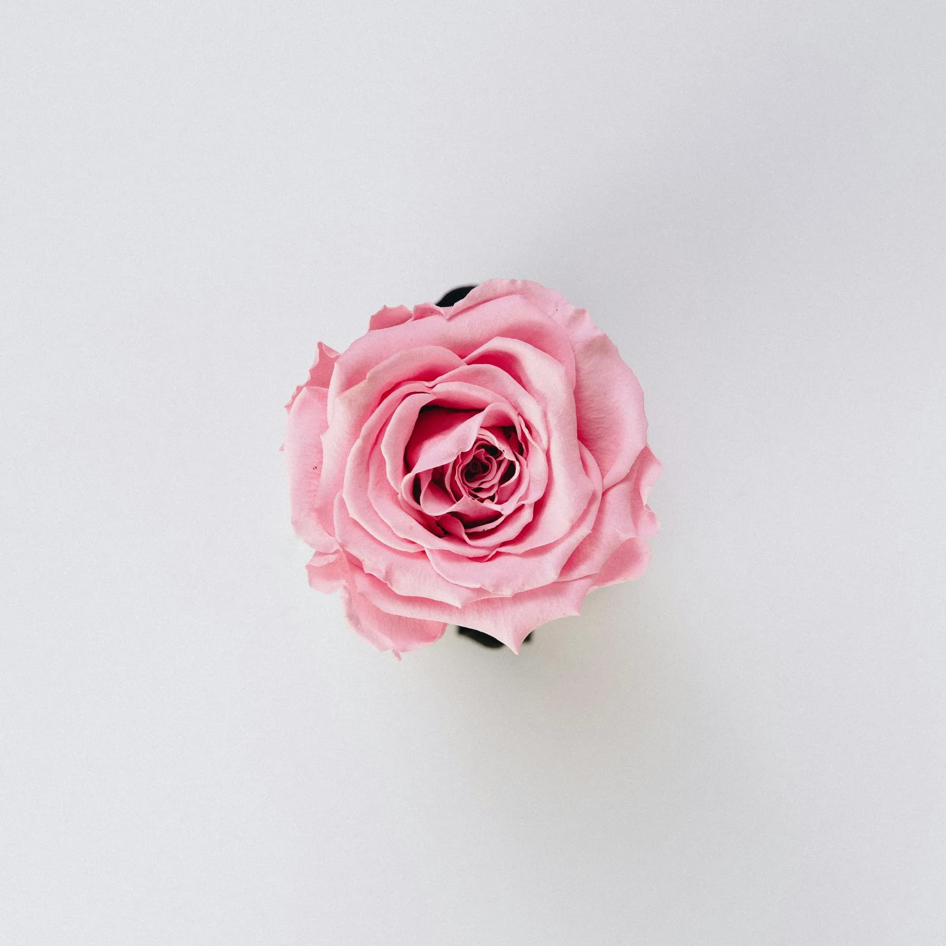 Una rosa vista desde arriba con un fondo blanco