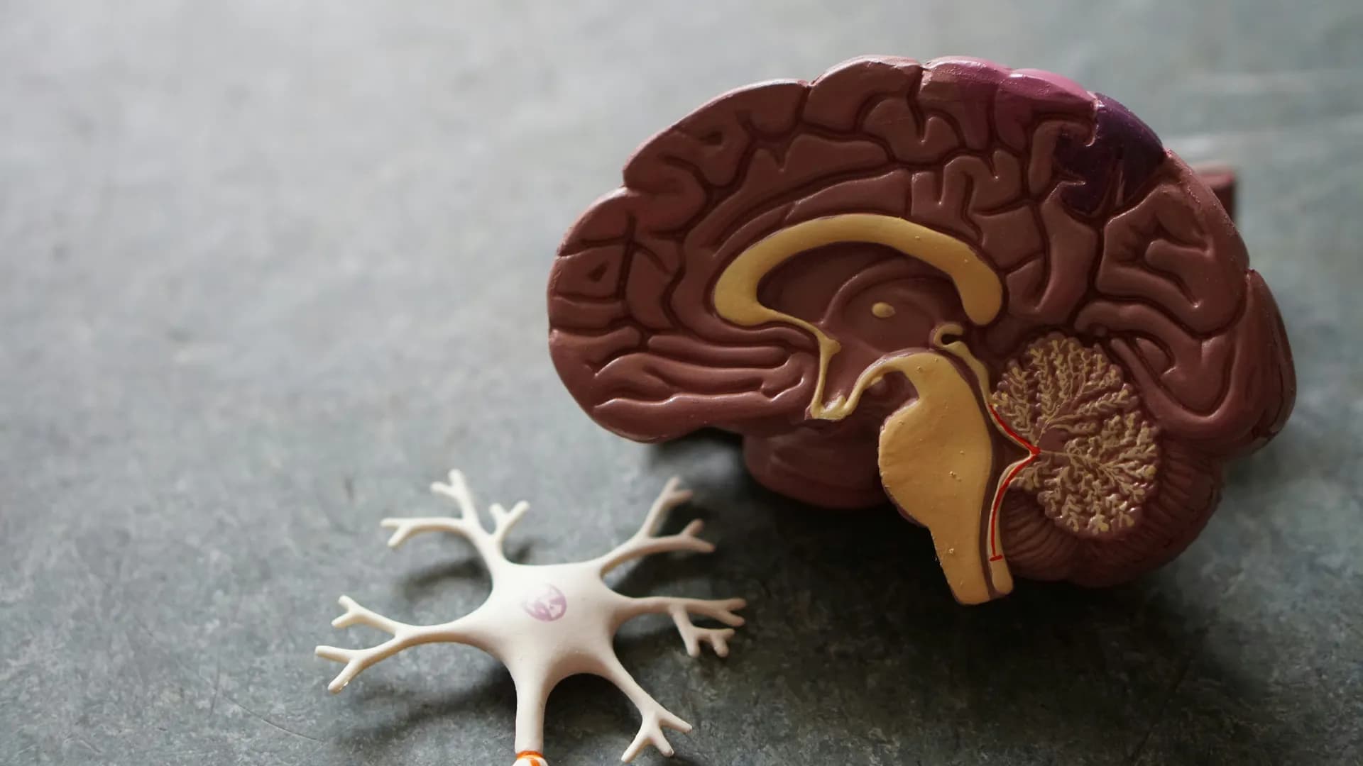 Un cerebro partido por la mitad