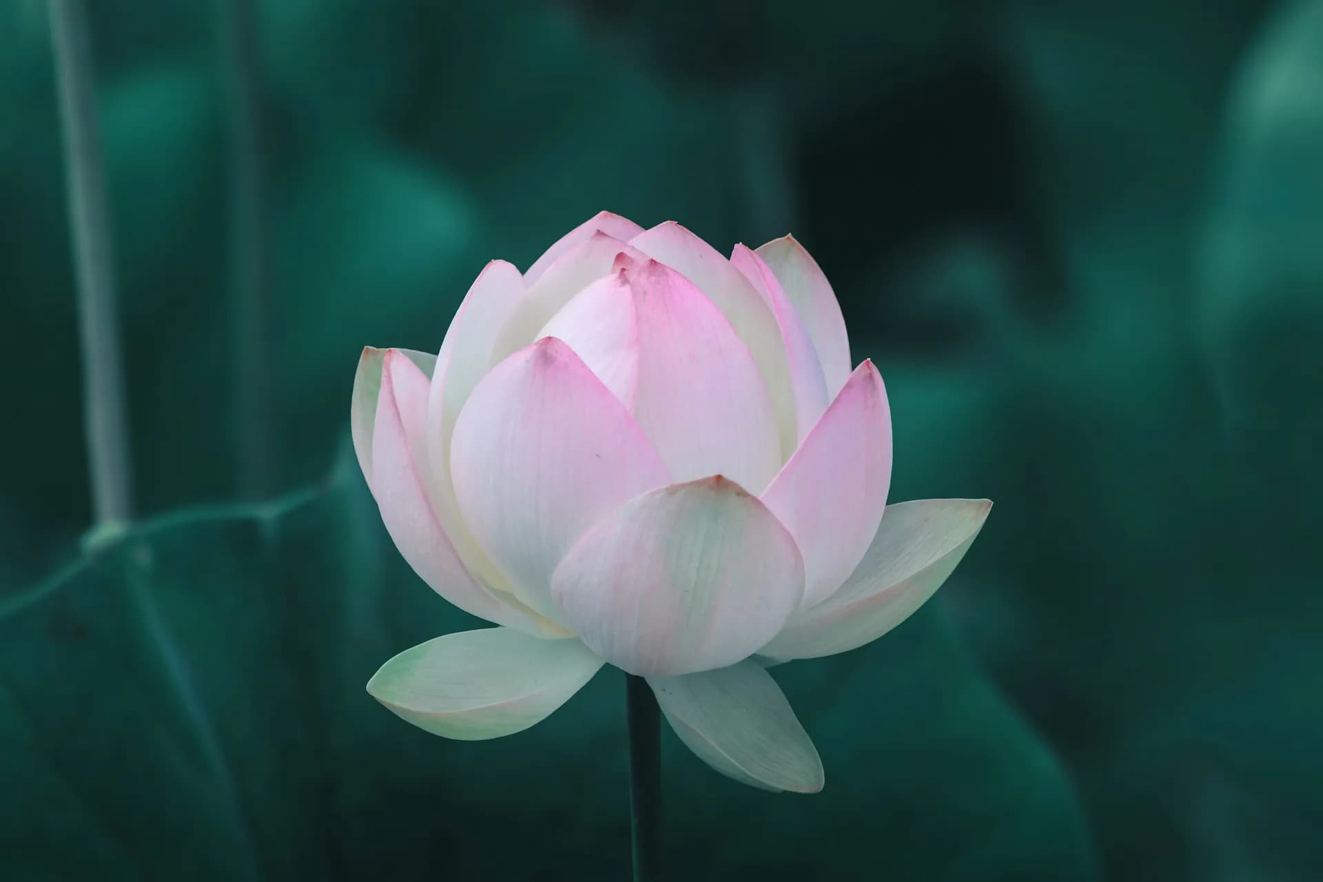 Una flor de loto