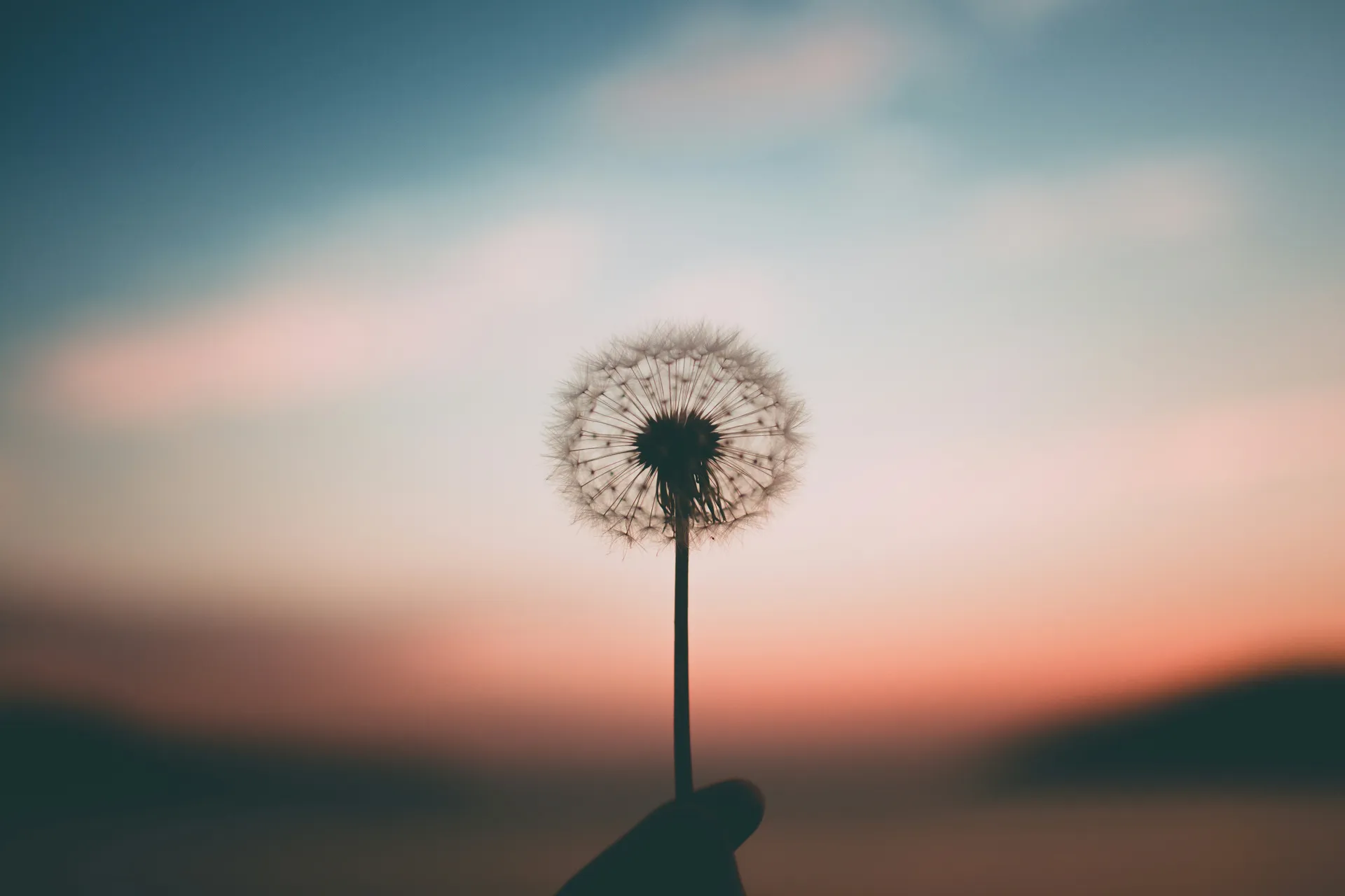 Una flor diente de león