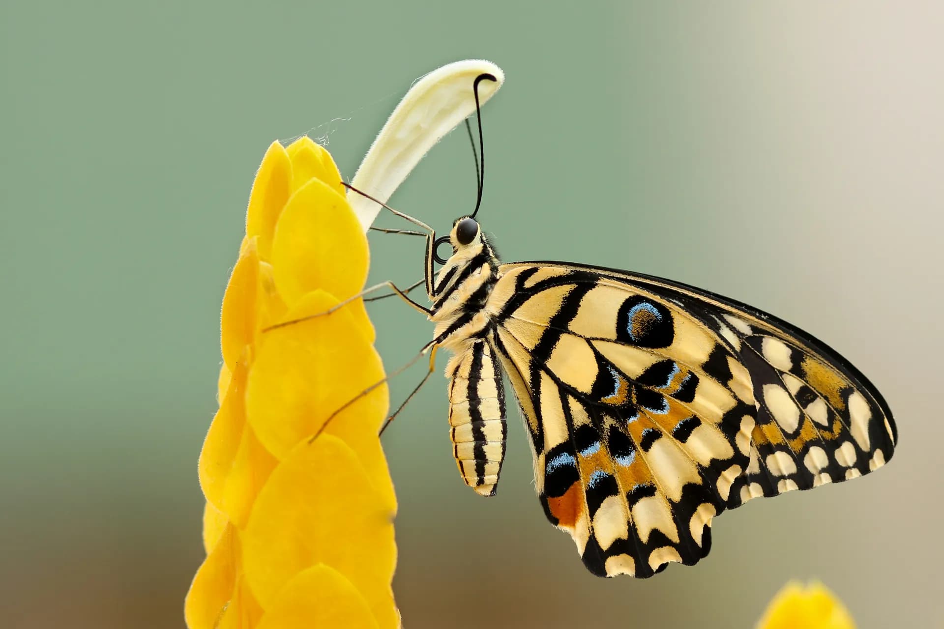 Una mariposa apoyada en una flor