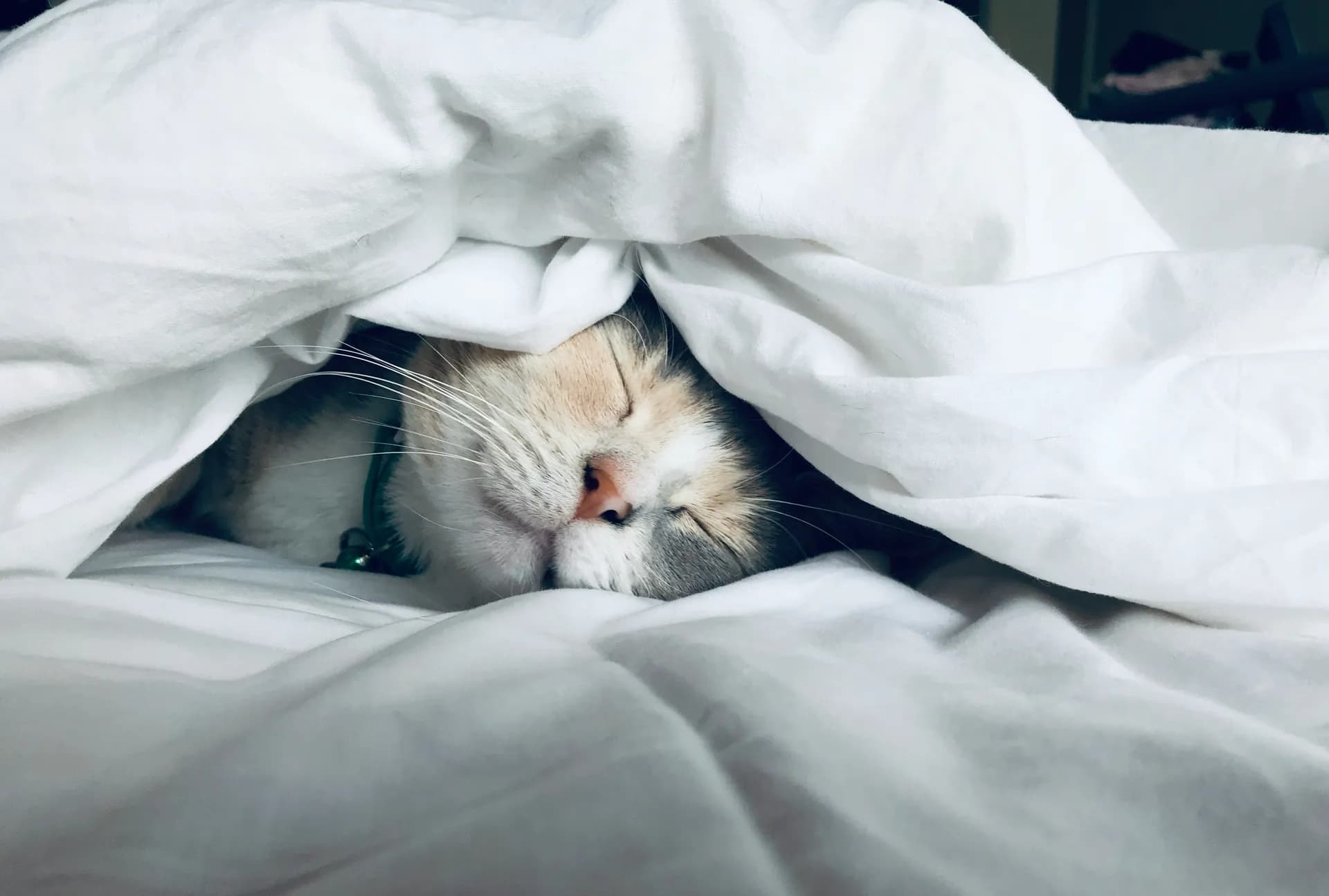 Gato durmiendo debajo de una sabana